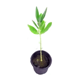 Safed Aak Plant in 5 Inch Grow Pot