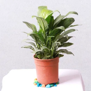 Peacelily Plant in 5 Inch Grow Pot