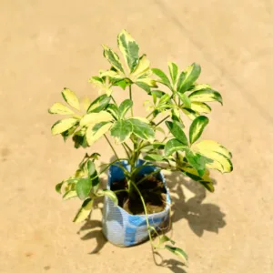 Schefflera Variegated Plant in 4 Inch Grow Bag