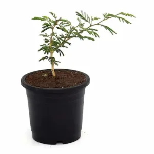 Shami Plant in 5 Inch Grow Planter