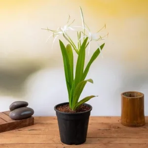 Spider Lily Plant in 6 Inch Grow Pot