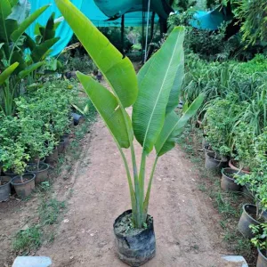 Traveller Palm (4~5 Ft) in 12 Inch Grow Bag