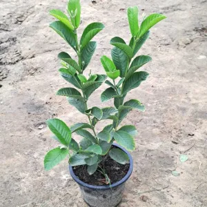 Thailand Guava - Grafted Fruit Plant & Tree in 10 Inch Grow Planter
