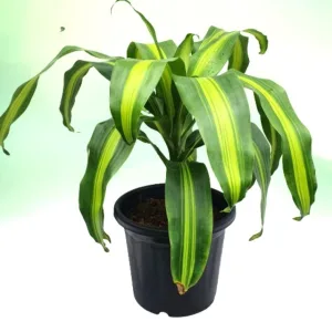 Dracaena Victoria Plant in 8 Inch Grow pot